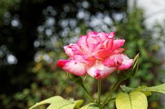 Water droplets and roses